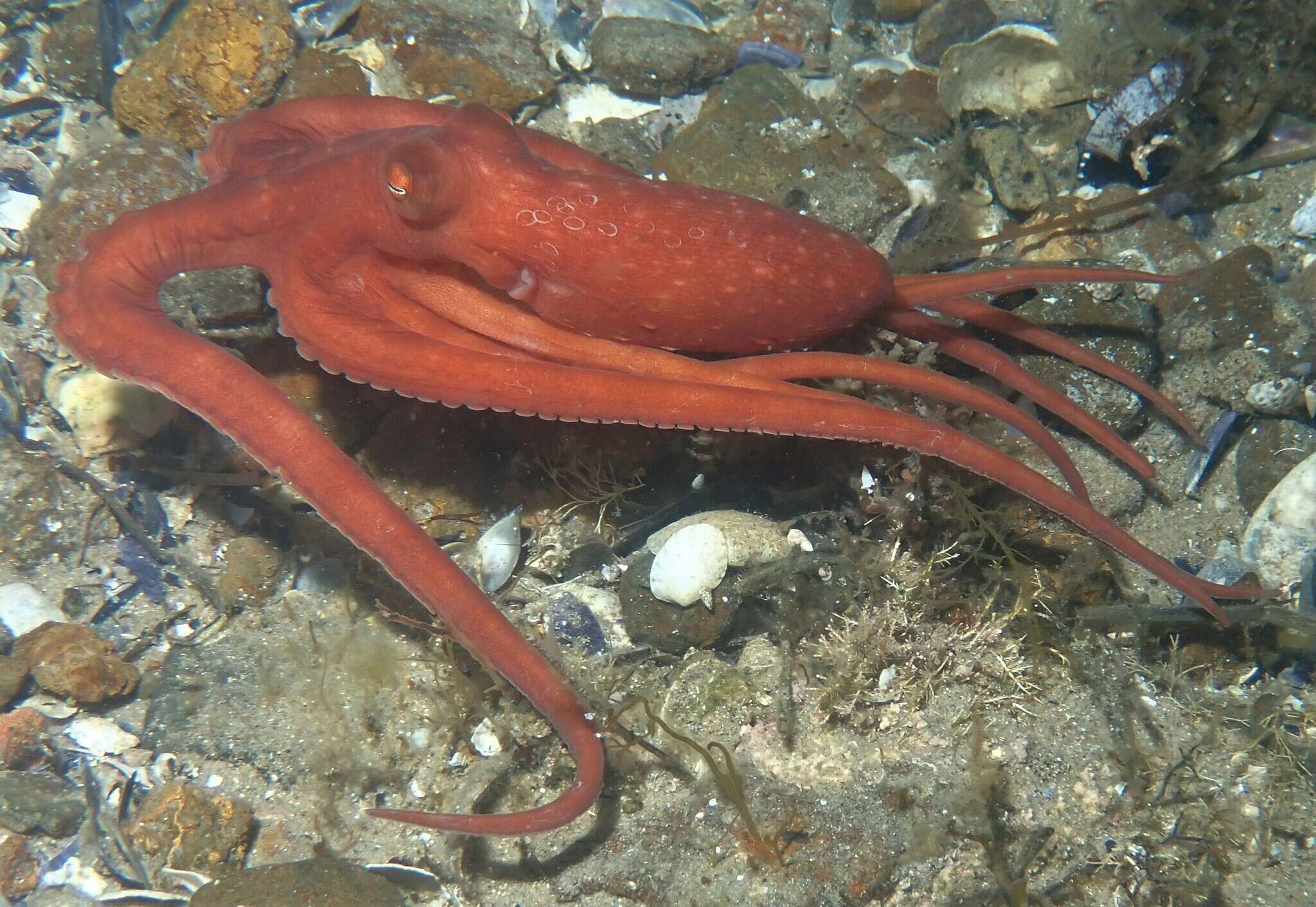 Image of southern white-spot octopus