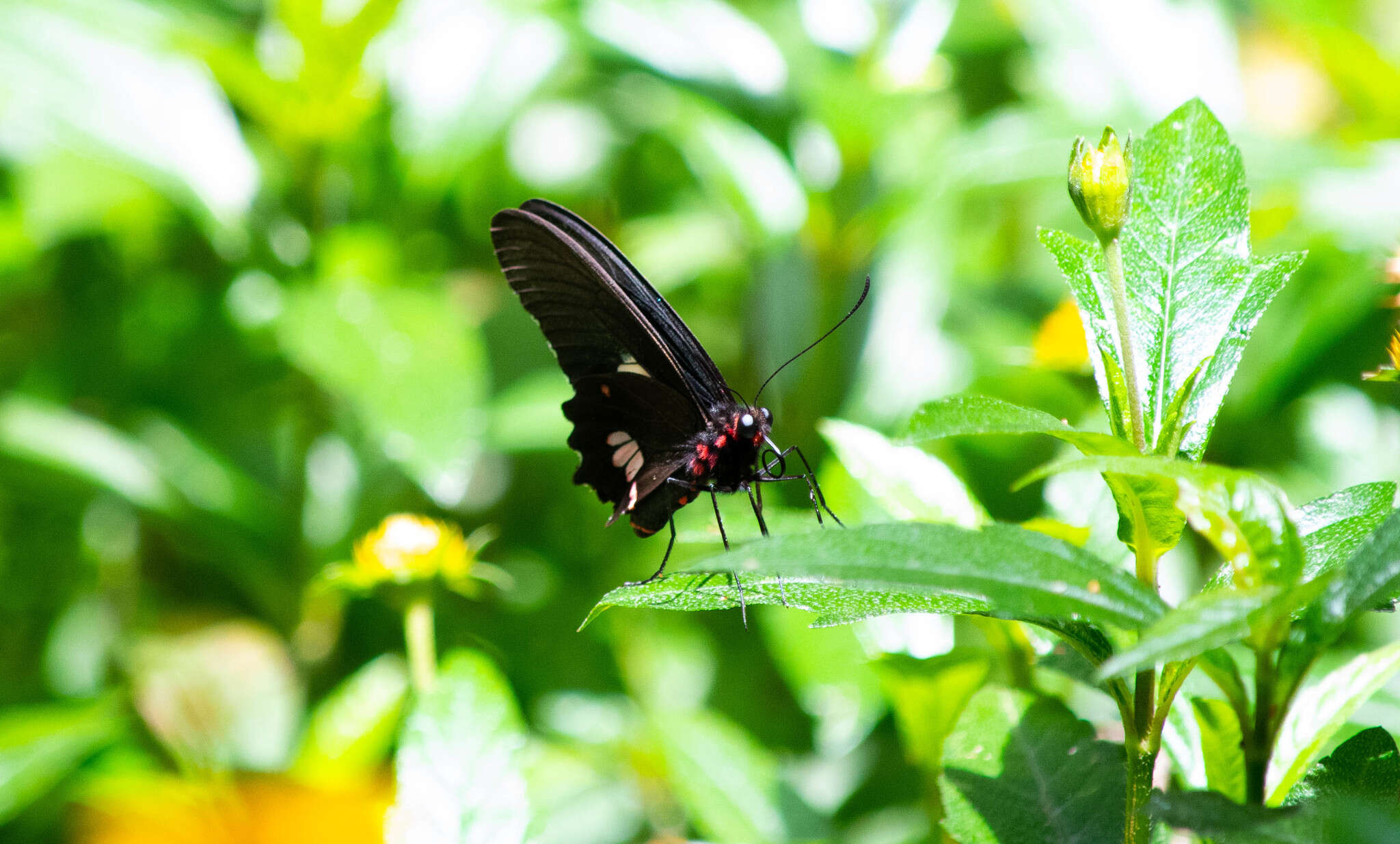 Слика од Parides anchises (Linnaeus 1758)