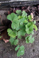 Image of Oxalis chnoodes A. Lourteig