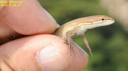 Image of Mountain grass lizard