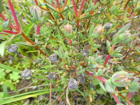 Image of Lampranthus glaucus (L.) N. E. Br.