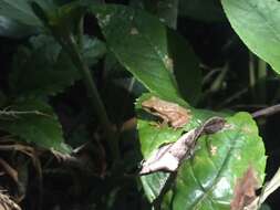 Image of Sharpsnout robber frog