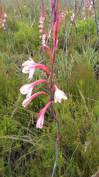 Слика од Watsonia fourcadei J. W. Mathews & L. Bolus