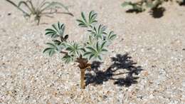 Image of purple desert lupine