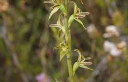 Image of Prasophyllum concinnum Nicholls