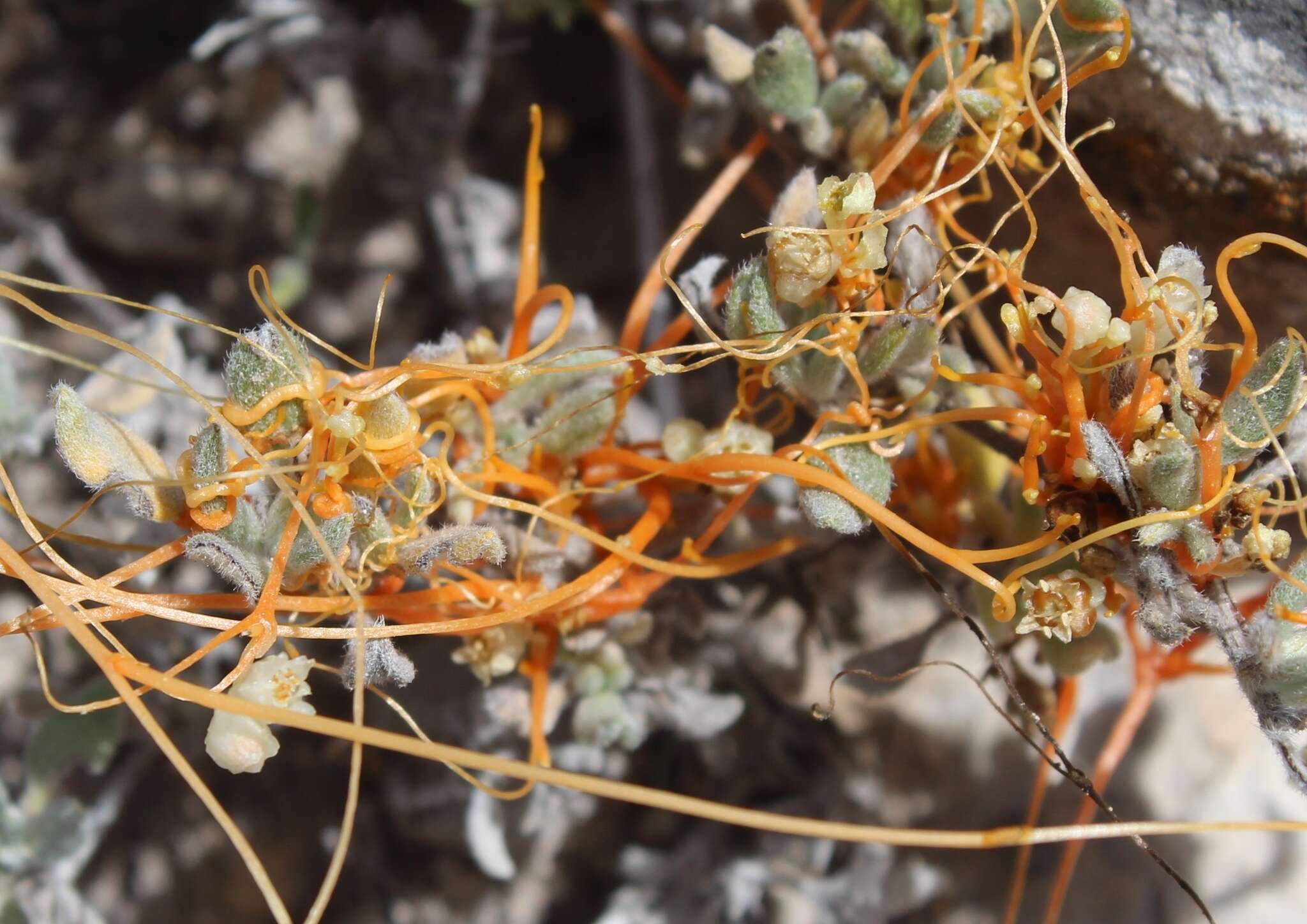 Image of globe dodder