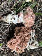 Image of Ramaria rubripermanens Marr & D. E. Stuntz 1974