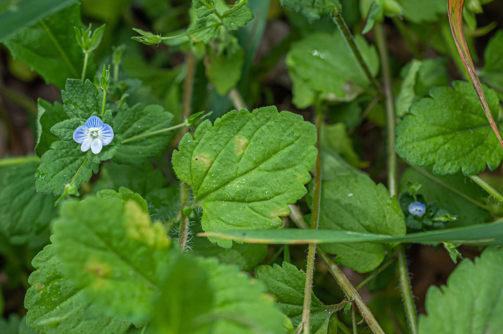 Plancia ëd Peronospora agrestis