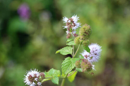 Image of Water Mint