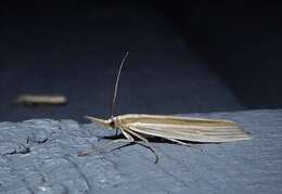 Image of Orocrambus angustipennis Zeller 1877