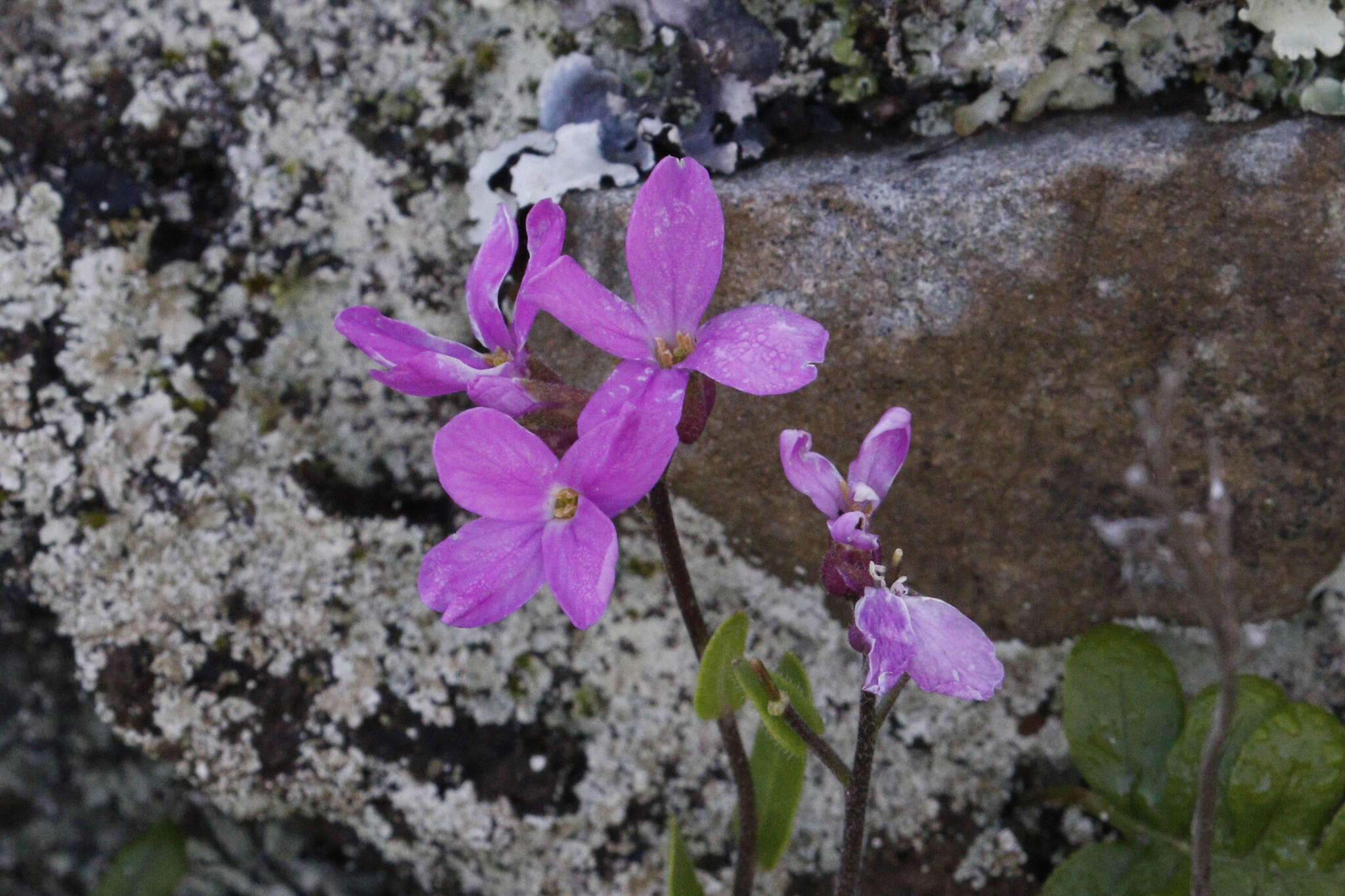 Image of rose rockcress