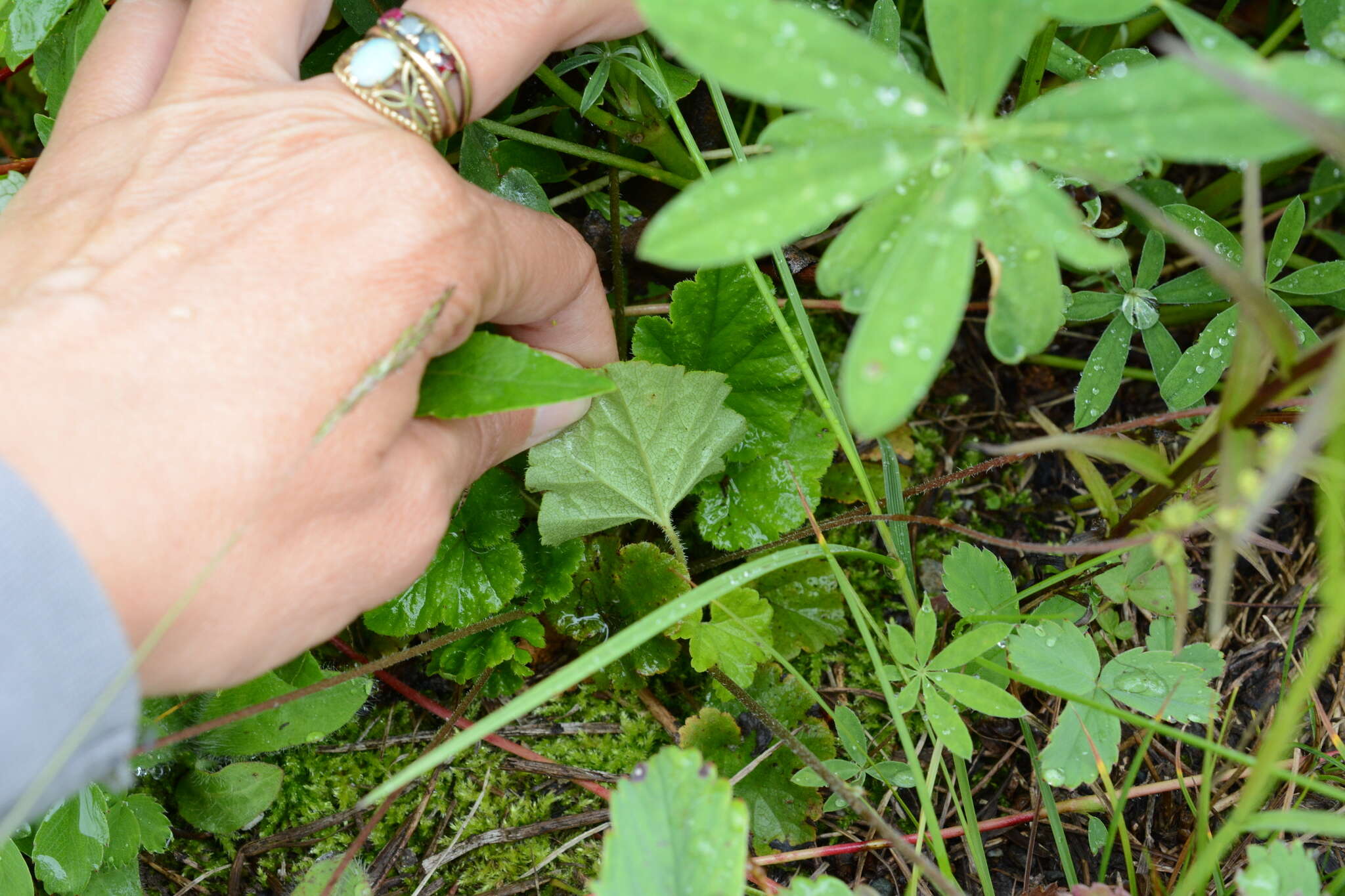 Image of fivestamen miterwort