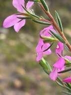 Image of Acmadenia gracilis Dümmer