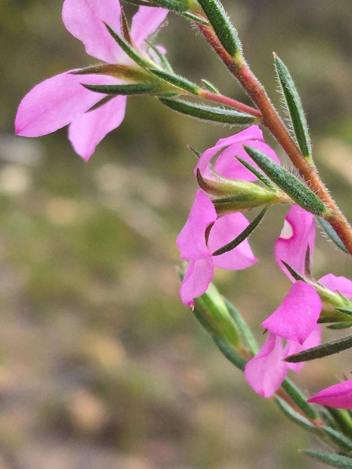 Image of Acmadenia gracilis Dümmer