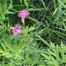 Image of Incarvillea sinensis Lam.