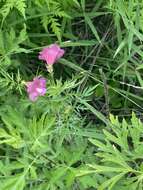 Image of Incarvillea sinensis Lam.