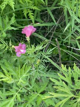 Sivun Incarvillea sinensis Lam. kuva