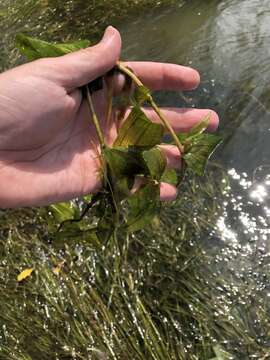 Image of Richardson's pondweed