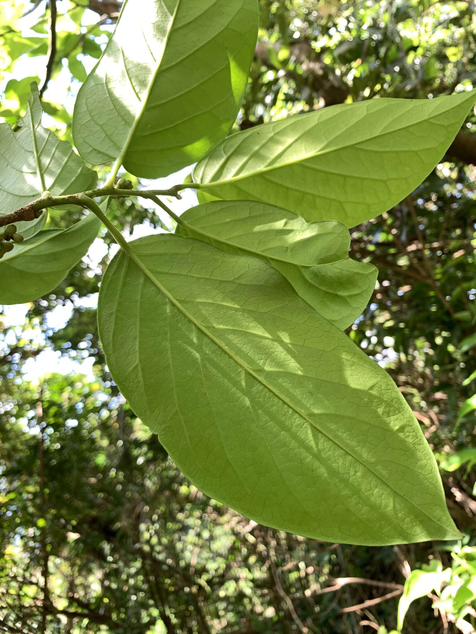 Image of Antidesma pleuricum Tul.