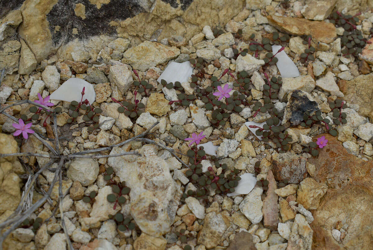 Image of Portulaca bicolor F. Müll.