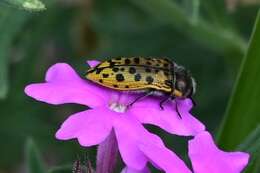 Image of Acmaeodera princeps Kerremans 1909