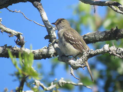 Image of Small-billed Elaenia