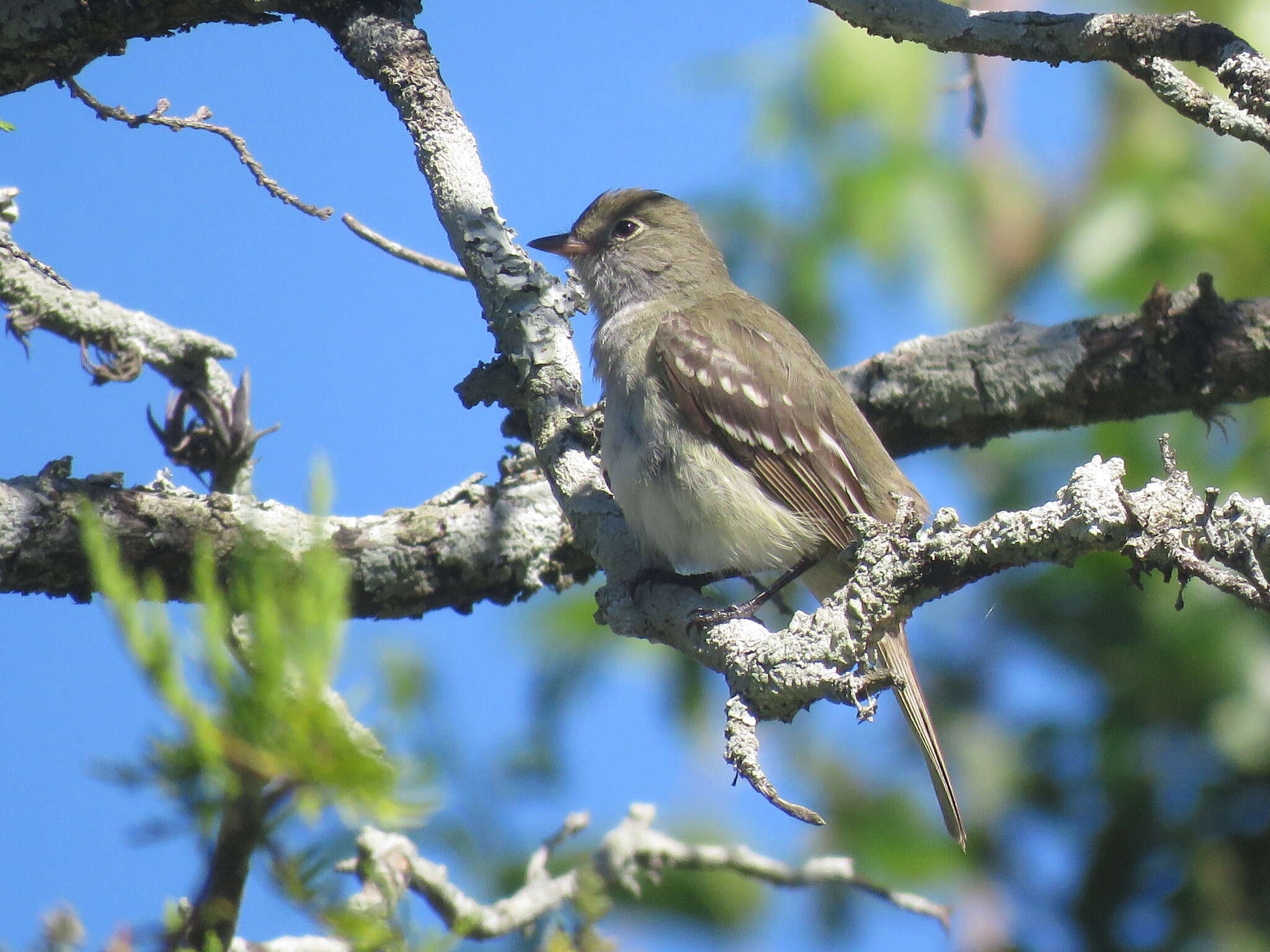 Imagem de Elaenia parvirostris Pelzeln 1868