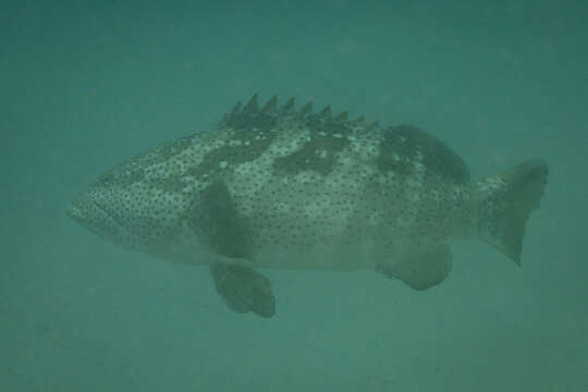 Image of Malabar Grouper