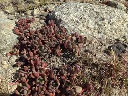 Image of Sierra stonecrop