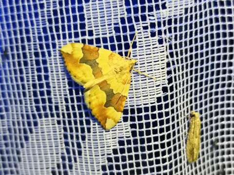 Image of barred yellow