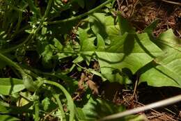 Image of red hawksbeard