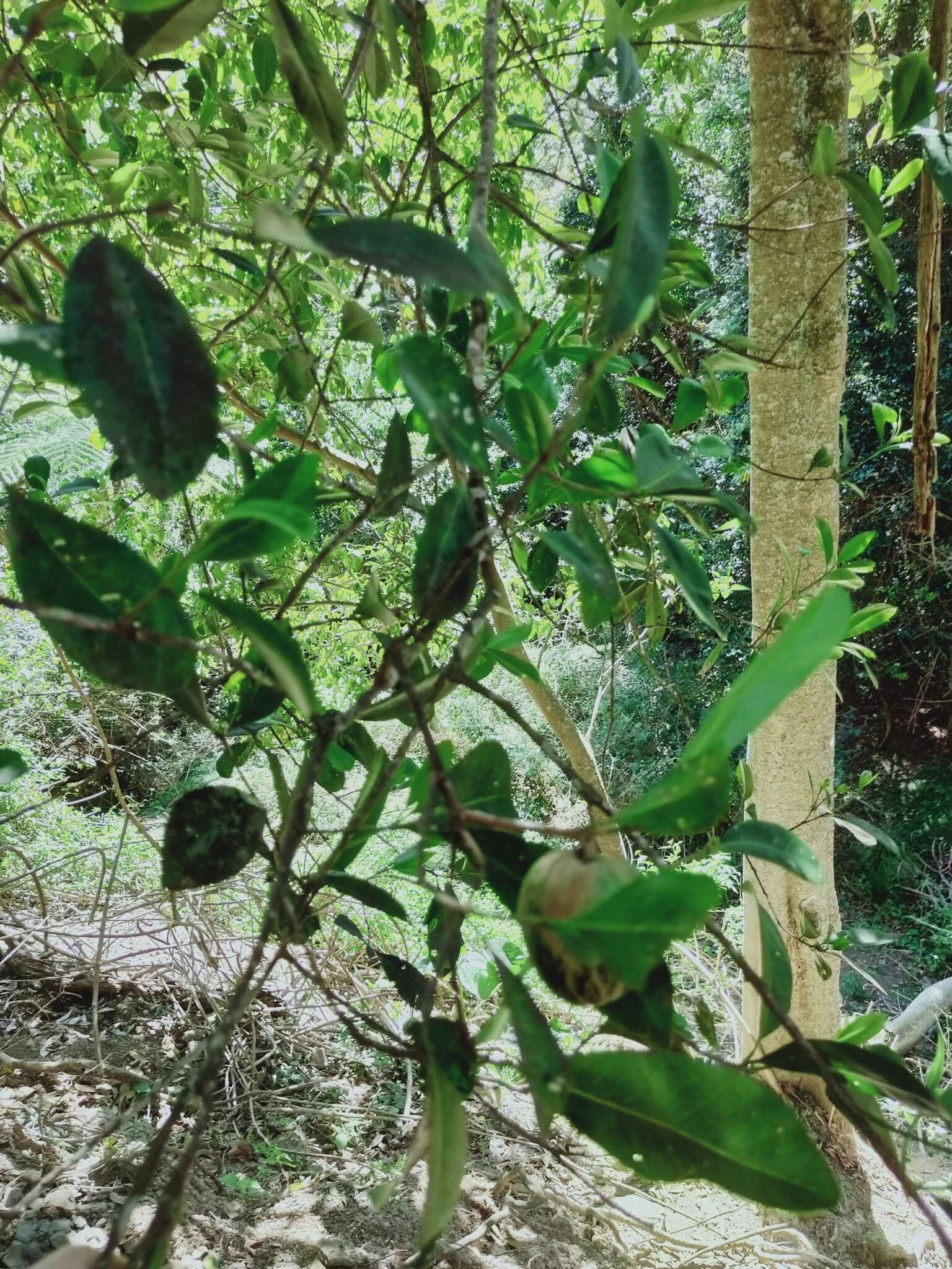 Image of Planchonella australis (R. Br.) Pierre