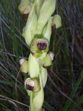 Corycium dracomontanum Parkman & Schelpe resmi