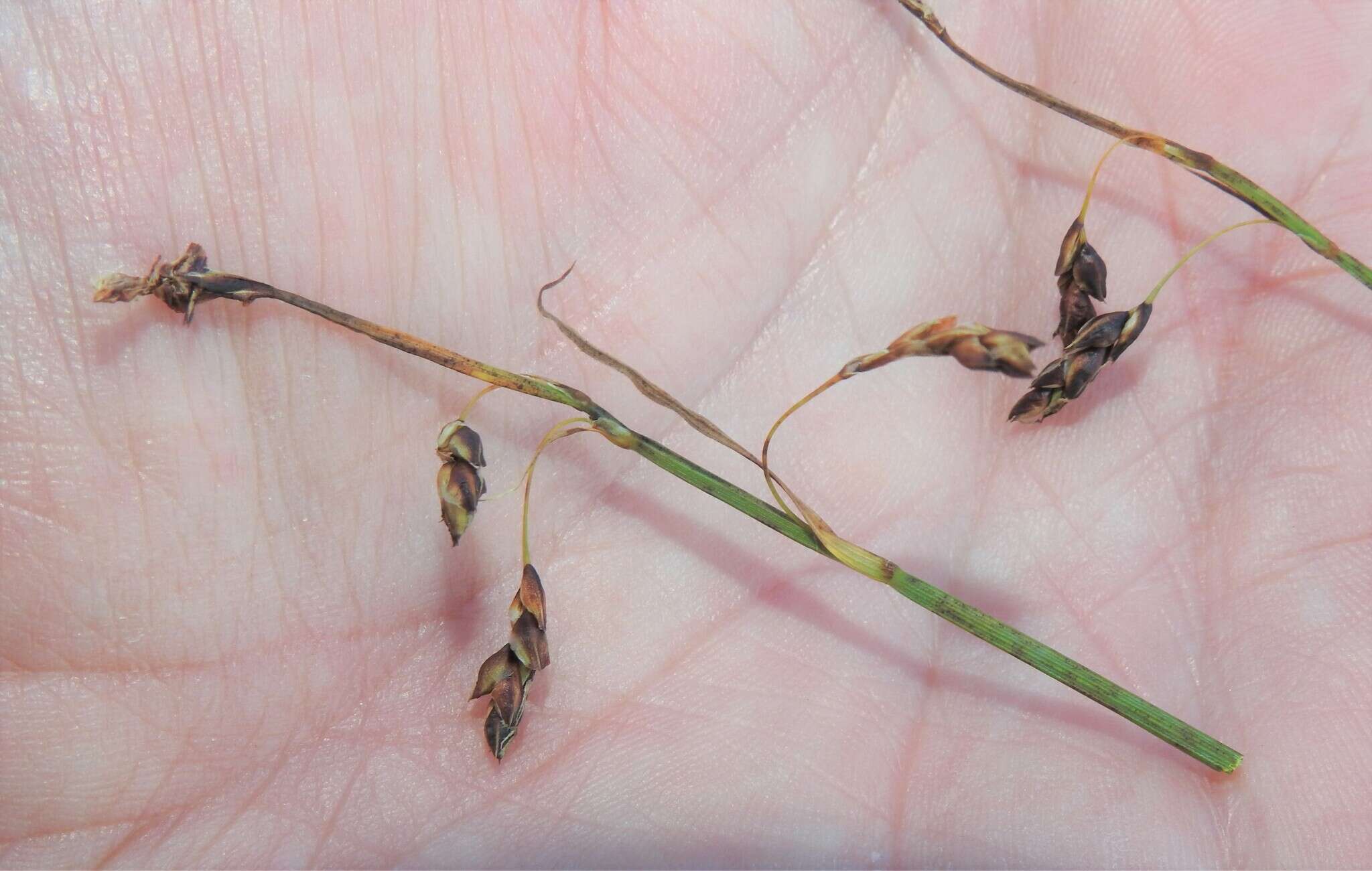 Image of Loose-flowered alpine sedge