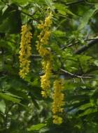 Plancia ëd Laburnum alpinum (Mill.) Bercht. & J. Presl