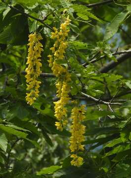 Image of Alpine Laburnum