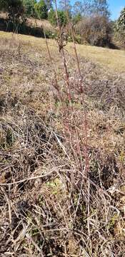 Imagem de Symphyotrichum subulatum var. parviflorum (Nees) S. D. Sundberg