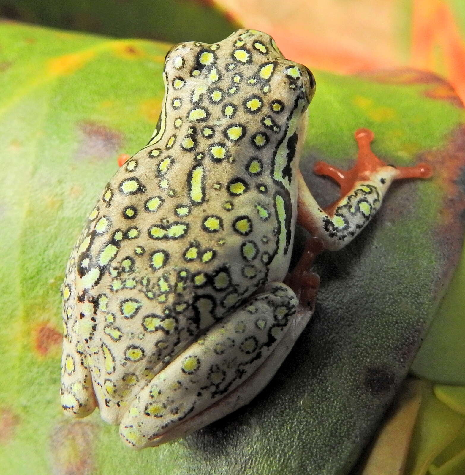 Image of Marbled Reed Frog