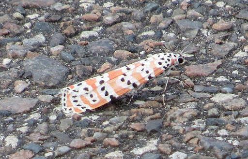 Image of Ornate Bella Moth