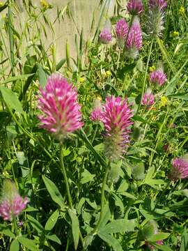 Image of purple clover