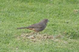 Image of Canyon Towhee