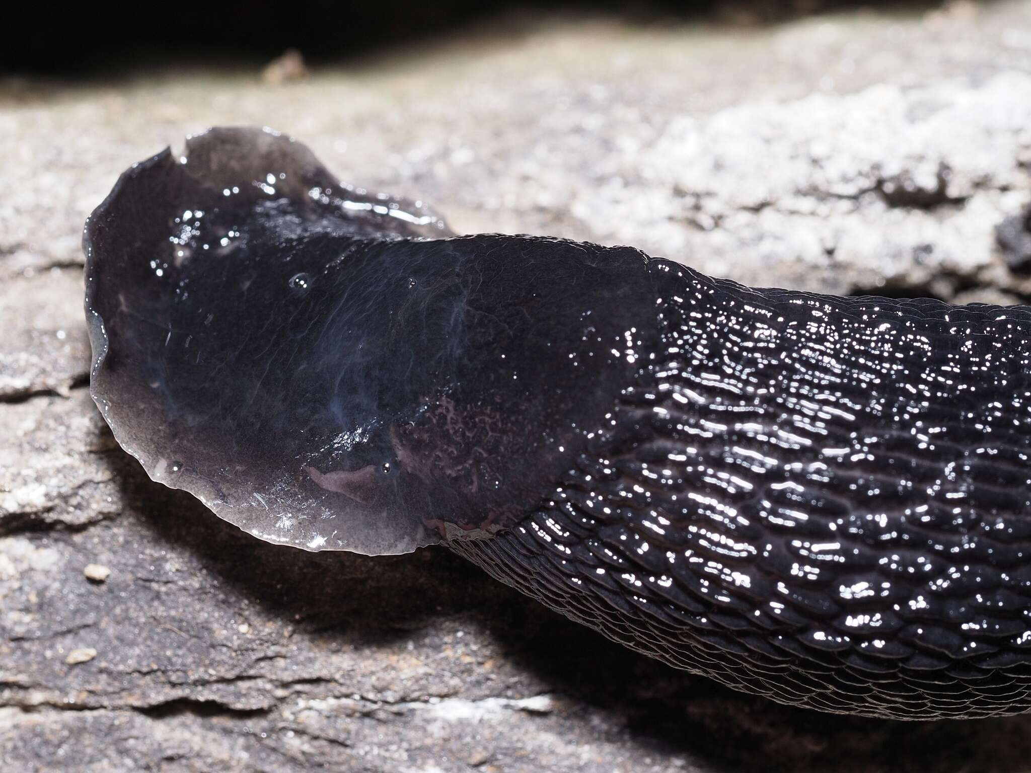 Image of Limax erythrus Bourguignat 1864