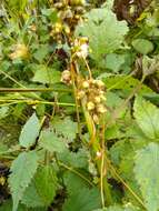 Image of beaked dodder