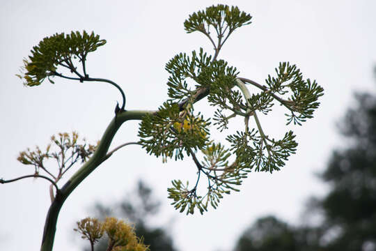 Image of Agave maximiliana var. katharinae (A. Berger) Gentry