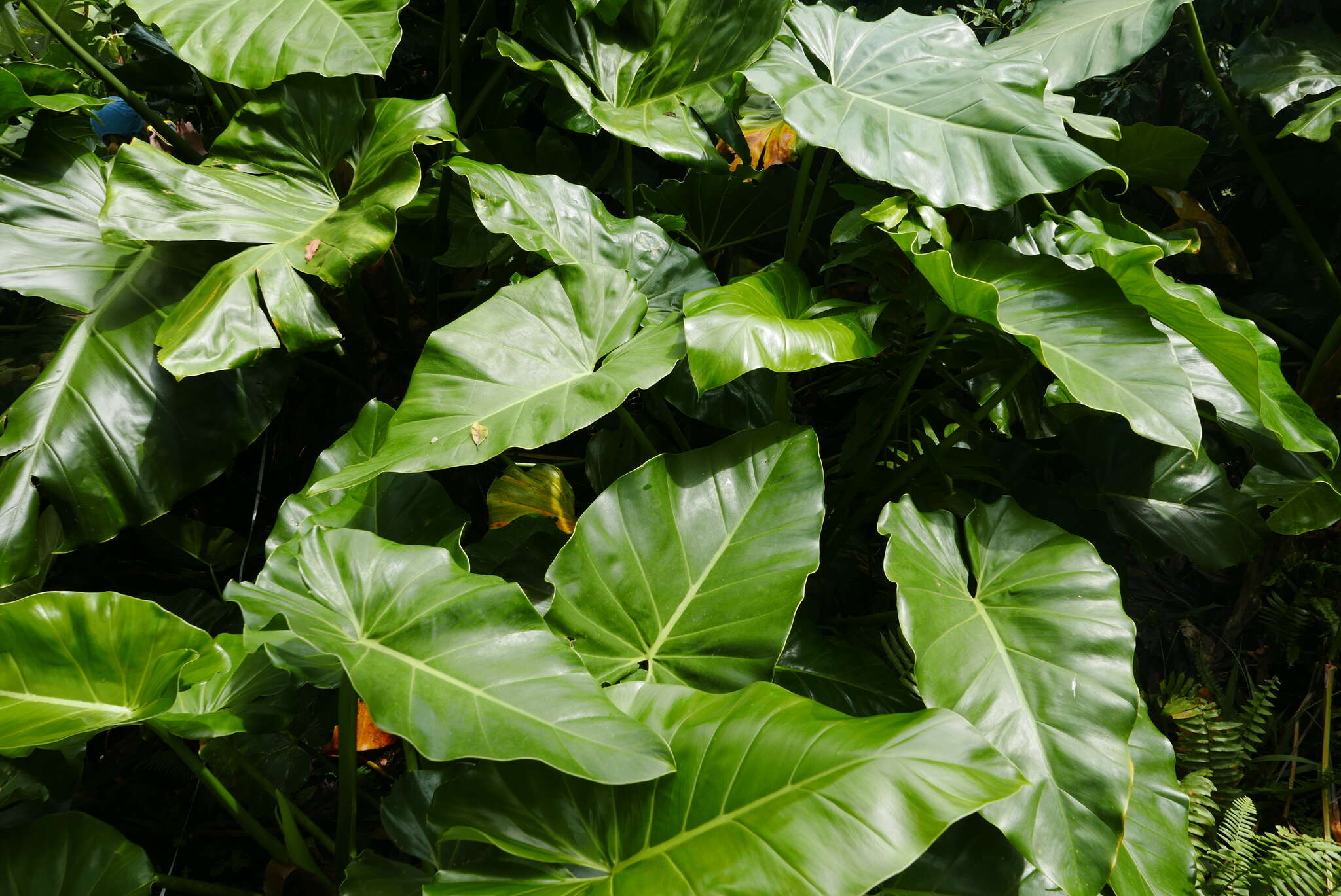 Image of giant philodendron