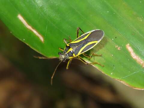 Image of Acinocoris includens Walker 1873