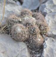Image of Coryphantha durangensis subsp. durangensis