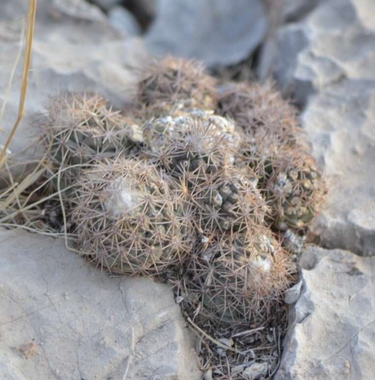 Image of Coryphantha durangensis subsp. durangensis
