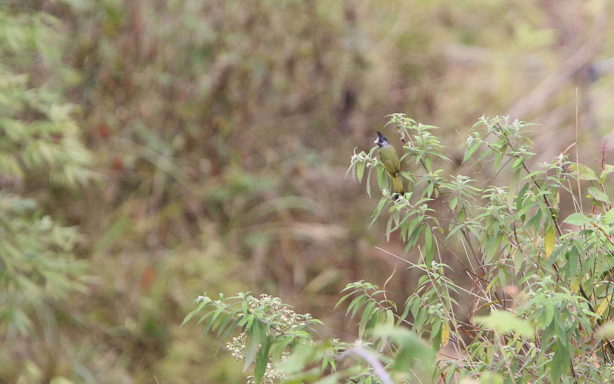 Image of Crested Finchbill