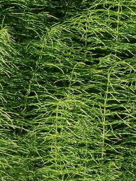 Image of Shady Horsetail